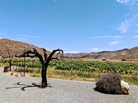 Valle de Guadalupe wine tours Best views in Valle de Guadalupe www.bocarojawineadventures.com ...