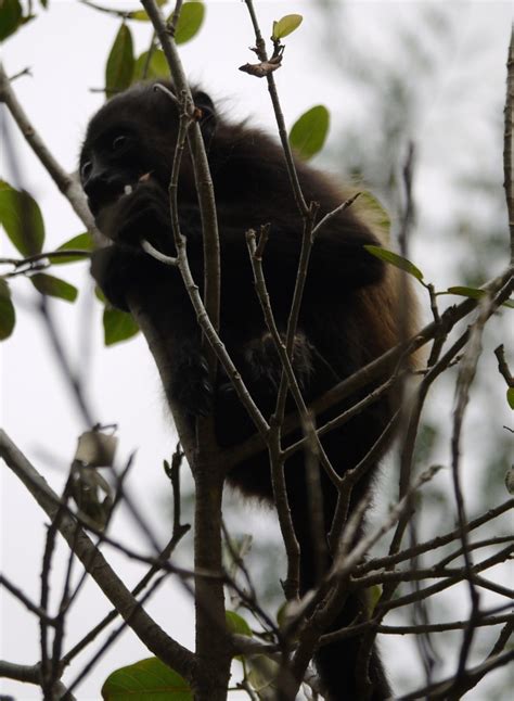 Laguna De Apoyo Nicaragua Golden Mantled Howler Monkeys In Laguna De