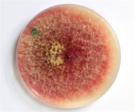 Close Up Of Mold Growing In A Petri Dish Fusarium Penicillium Stock