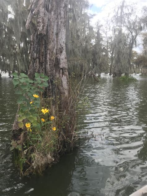 Photo Gallery – Welcome to Louisiana Swamp Tours