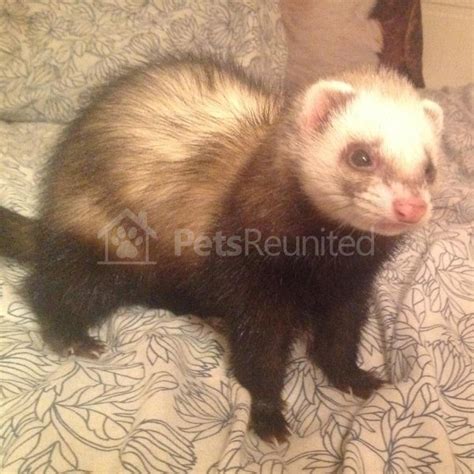 Lost Ferret Brown Ferret Called Minky Sheerness Area Kent