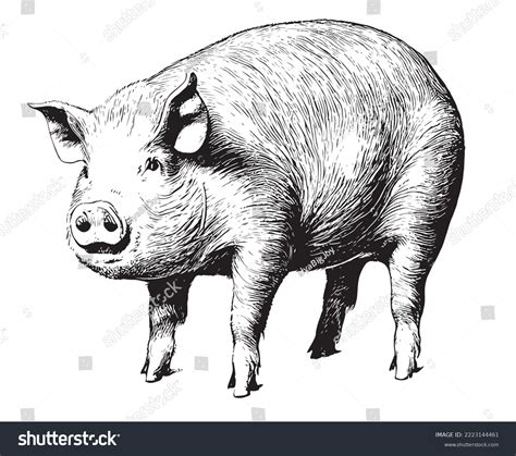 Realistic Pig Sketch