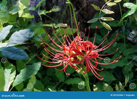 Lycoris Radiata Stock Photo Image Of Nature Vermilion 58162066