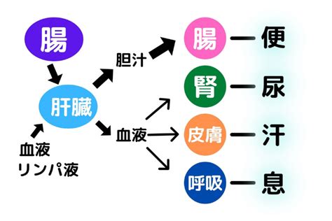 重金属デトックスを0から丁寧に解説｜ 健康に効く理由をあなたに伝授 ヘルスエキスパート協会（hea）｜予防医学の啓蒙啓発