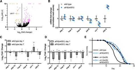 Atf Regulates Er Function And Lifespan Through Its Conserved Target