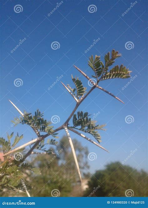 Thorns of Acacia stock photo. Image of thorn, natural - 134980320