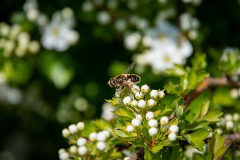 Bee Insect Flower Buds Honey Free Photo On Pixabay