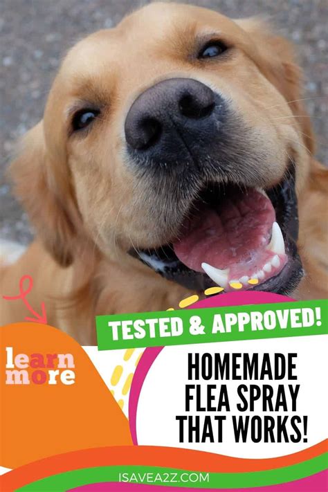 Homemade Homemade Flea Spray for dogs! Chemical free!