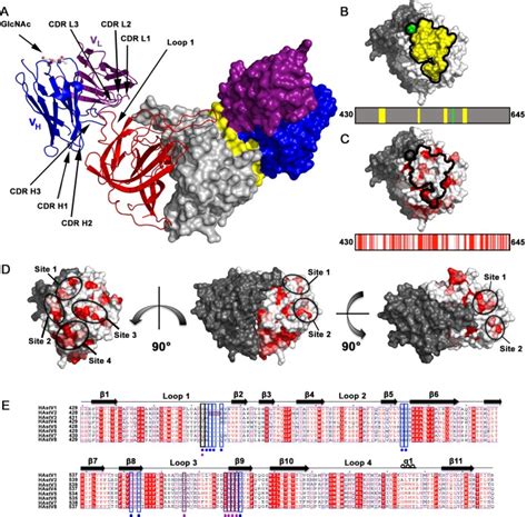 Structure Of A Human Astrovirus Capsid Antibody Complex And Mechanistic