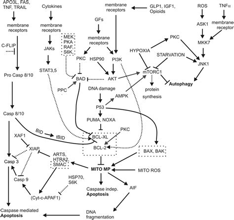 Of Apoptotic And Anti Apoptotic Pathways The Anti Apoptotic Pathways