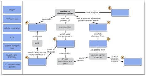 Oxidative Phosphorylation Concept Map