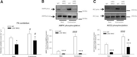 Lack Of LKB1 Reduces The Capacity For FA Oxidation In Isolated EDL