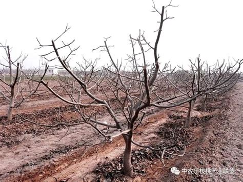 核桃树冬季修剪的正确方法（核桃冬季修剪 务必把握三点） 生活 布条百科