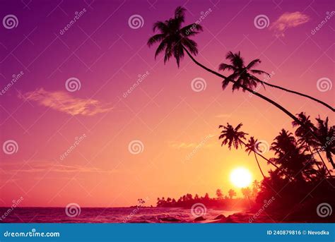 Sunset On Tropical Ocean Beach With Coconut Palm Trees Stock Photo