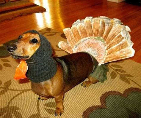 The Only Thanksgiving Dog Picture You Need To See Today | Dog ...