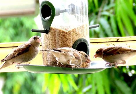 Is Feeding Wild Birds Good Or Bad? - WorldAtlas