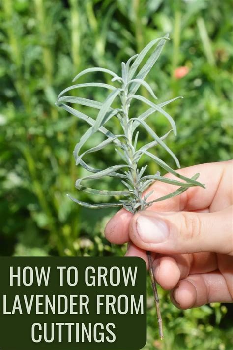 How To Grow Lavender From Cuttings In 6 Easy Steps