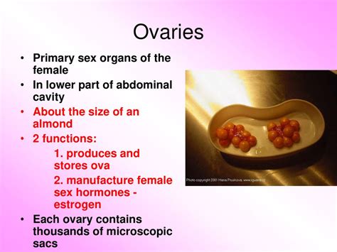 Unit Q Reproductive System Ppt Download