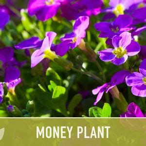 Money Plant Flower Seeds Heirloom Seeds Silver Dollar Seeds Lunaria