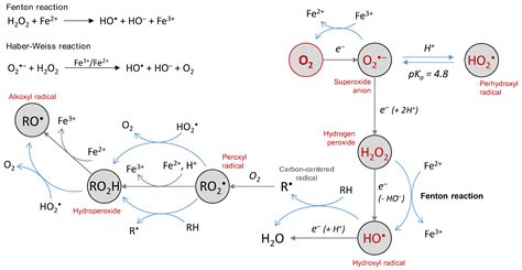 Reactive Oxygen Species