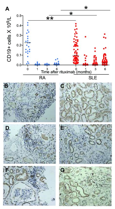 B Cell Depletion Following Rituximab Download Scientific Diagram