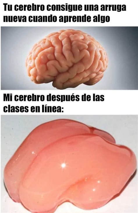 Tu Cerebro Despu S De Clases En L Nea Perro Memazo Chistes Y Bromas