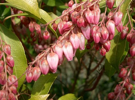 Pieris japonica ‘Katsura’ | Plants Direct – Victoria, BC