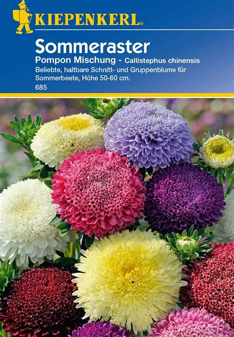 Kiepenkerl Sommeraster Pompon Mischung 1 Packung Bloomling Österreich