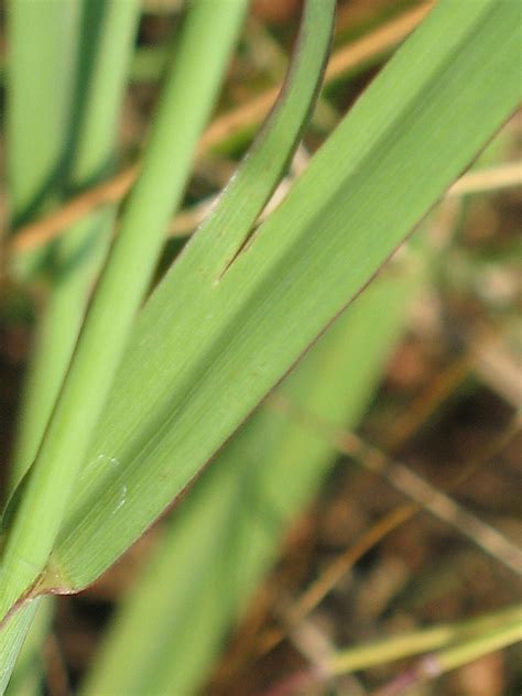 Dallisgrass Paspalum Dilatatum Photographed In Madison Flickr