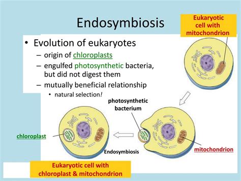 PPT - Origin of Life and Evolution PowerPoint Presentation, free ...