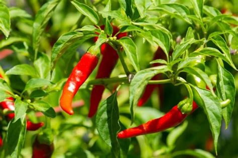 Segreti Per Coltivare I Peperoncini Dal Seme Trucchi Per Il Giardino