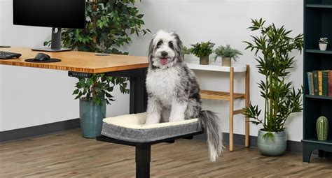 Desk Pet Bed | UPLIFT Desk