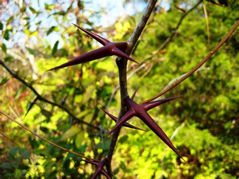 Acacia De Tres Espinas Nuevos Jardines Jardiner A Lugo A Coru A