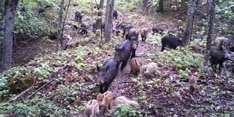 Vidéo Une très grosse compagnie de sangliers capturée en image par un