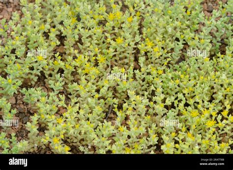 Yellow Stonecrop Sedum Nuttallii Stock Photo Alamy