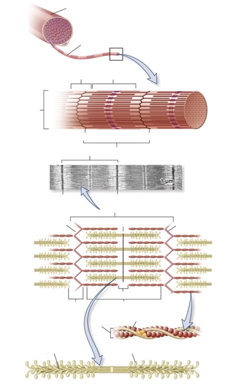 muscle fibers diagram quizlet