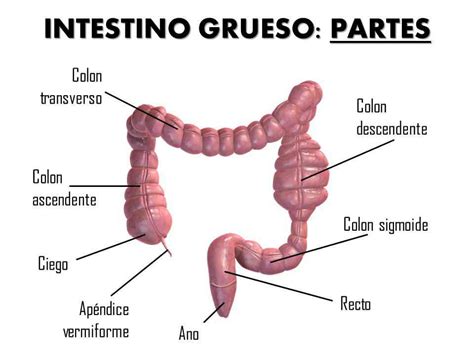 Intestino Delgado Y Grueso