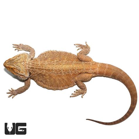 Adult Male Leatherback Red Phase Bearded Dragon Pogona Vitticeps For