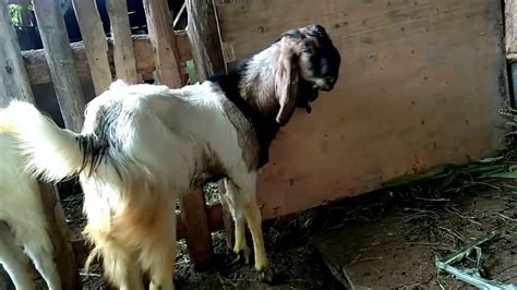 Ciri Ciri Kambing Hamil Youtube