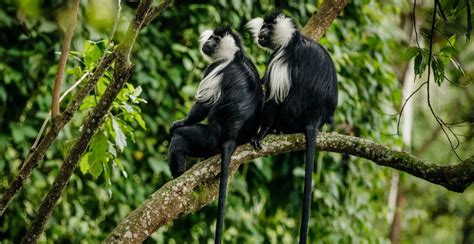 Por qué visitar el parque nacional del bosque de Nyungwe Tour De