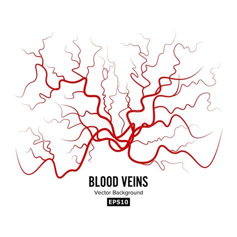 Human Blood Veins Vector Red Blood Vessels Design Illustration