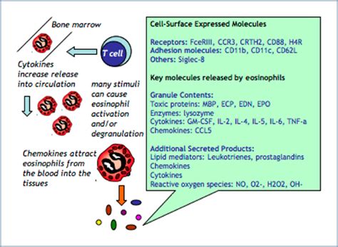 Eosinophil Function