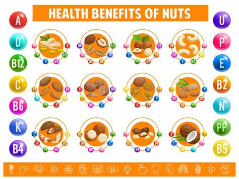 Nuts Chart Table Content Of Vitamins And Minerals 23510287 Vector Art