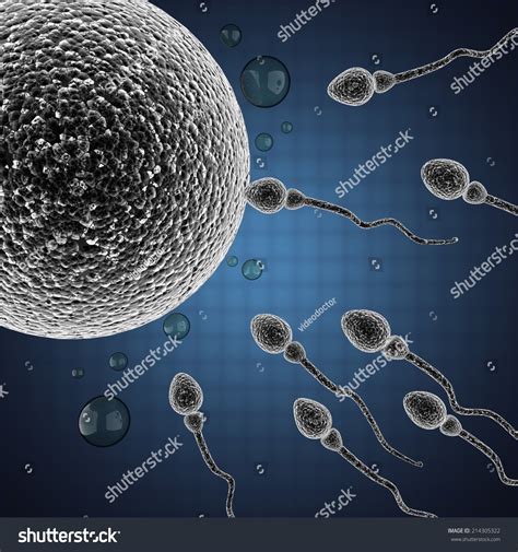 Sperm And Egg Cell. Microscopic Image Stock Photo 214305322 : Shutterstock