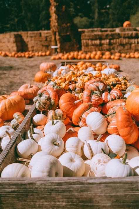 Oh My Gourd 15 Cutest Pumpkin Patch Outfit Ideas For Fall