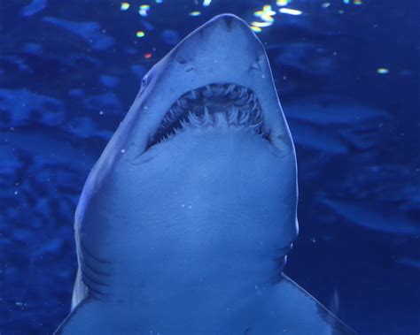 Quantos Dentes O Tubarão Tem - 9