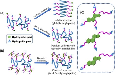 A Design Of Global Amphiphilic Structures Involving Antimicrobial Download Scientific Diagram