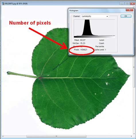 Measuring leaf area by counting number of pixels of a scanned fresh ...