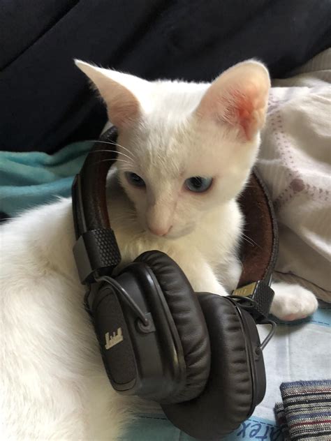 My cat listening to music | Cat headphones, Cats, Pretty cats