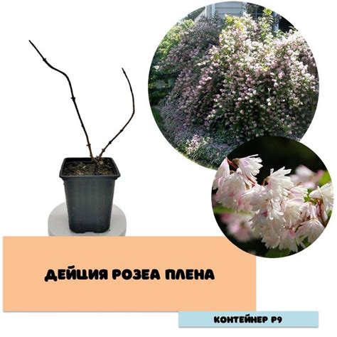 Дейция Розеа Плена - купить с доставкой по выгодным ценам в интернет ...